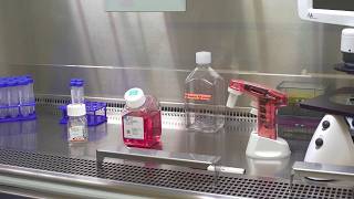 How to Maintain Sterility in Cell Culture: Aseptic Techniques