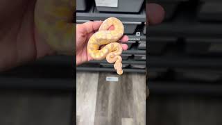 Orange Dream Banana Ball Python 😍🤌 #ballpython #bananaballpython #petsnake
