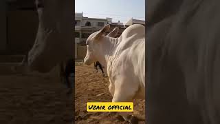 #uzairofficial #shorts #youtubeshorts #youtubevideo #bakraeidshorts