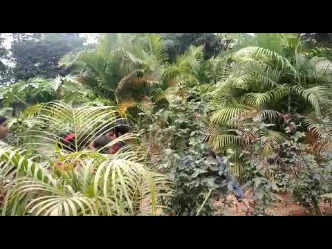 Knowlage about tree