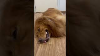 วิ่งเล่นจนเหนื่อยสภาพอย่างที่เห็นเลย😂#ทำไปเรื่อยกับสิงโตจอมป่วน#goldenretriever #dog #love #funny