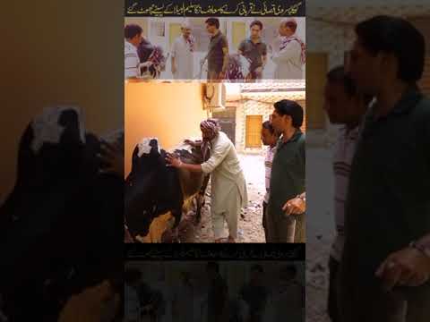 Saleem Albela Goga pasroori viral reels|Punjabi standup comedy|funny video Saleem#viral #lol#punjabi