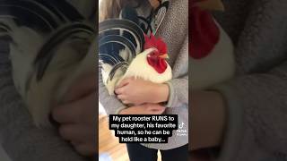 He’s just a babyyyy #rooster #chicken #animalvideos