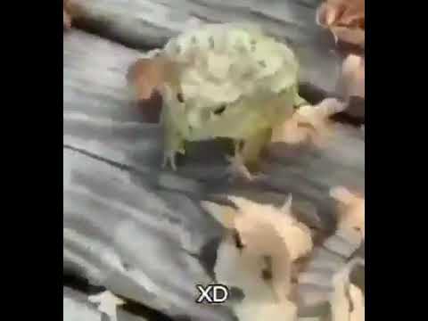 frog voice in slow motion