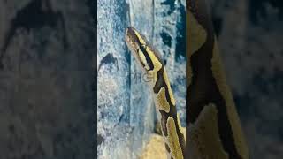 மலைபாம்பா ? IS IT PYTHON ? | SHORTS | VIRAL