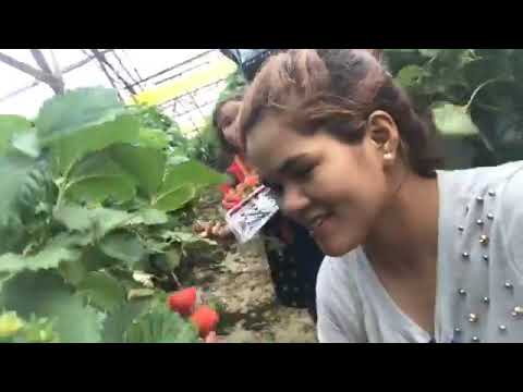 ចំការ strawberry