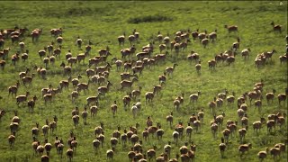 Asia's Wildlife | Holy Sources