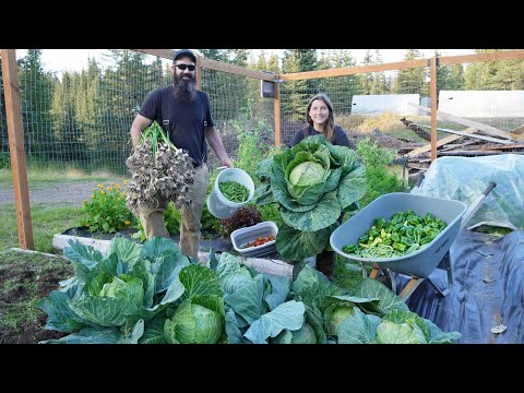 Massive Alaska Garden Harvest | Our Best Haul Yet!