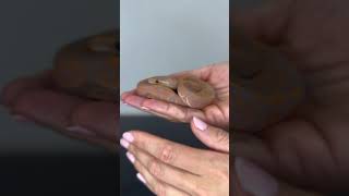 From egg to hatchling… Banana Black Pastel Het Clown #ballpython #royalpython #ballpythonmorphs