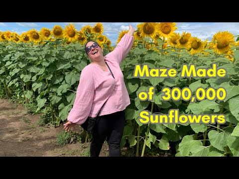 Sunflower Trail Walk | Sunflower Farm