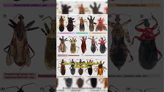 This Bug Is a Real Killer! 😱 | Assassin Bug Facts #shorts