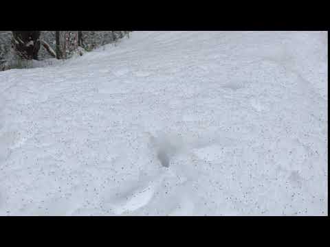 Springtails In Snow