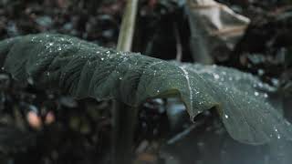 #rainfeel  #meditation #relaxsounds 10 Minute Meditation Music Relax Mind Body😇😇😇