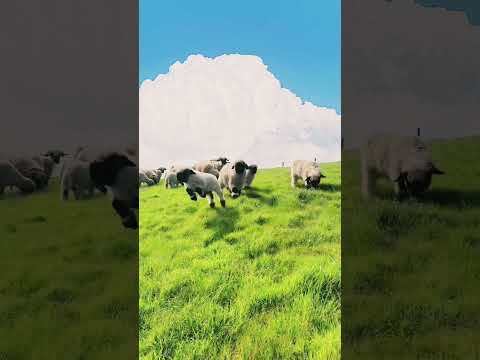 Nature video#travel #countrybeauty #touristattraction #countrys #nature #mountains