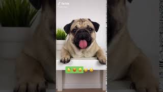 puppy vs emoji #2 | Puppy | Cute Stuff