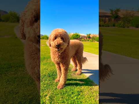 Happy Dog Running in Slowmo! #happy #dog #shorts