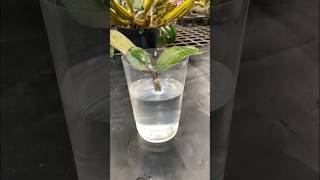 Tips for growing orchids with water #orchids