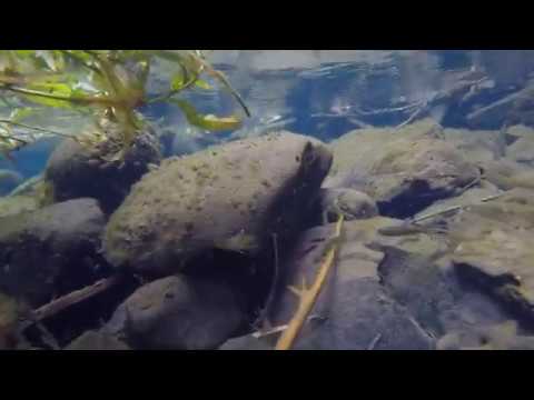 Coho salmon habitat