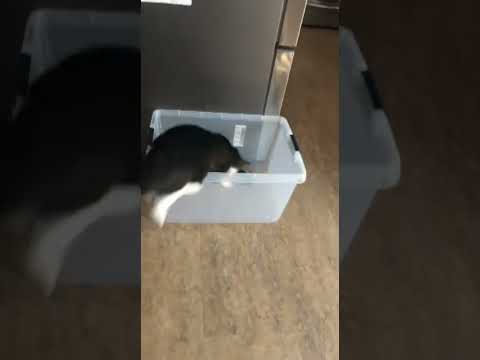 Percy the Cat