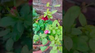 Rose cutting Easy way to cut rose #daliyroutine