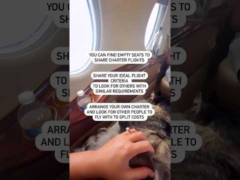Flights for Dog in cabin for all sizes #dogshorts #dogtravel #dogonplane #travel #travelvlog #dog