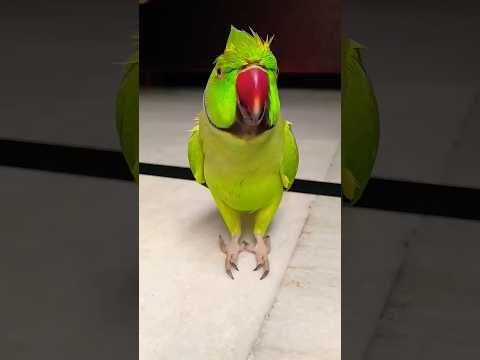 Parrot 🦜 & monkey 🐒 comedy video #monkey #funnyvideo #comedy #laugh #shorts #cutebaby
