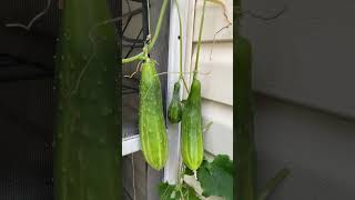 Cucumbers  On The Wall #YouTubeHighFive #youtubeshort  #youtubecreators October 13, 2025