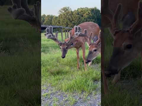 Cookie Lover!#lipcurlscents #whitetailbuck #wildlifeshorts #nature #whitetails
