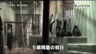 ザ・ドキュメンタリー 2016年3月27日 160327 「ゴリラがいなくなる日」