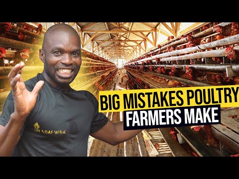 These Mistakes In Poultry Farming Will Make You Fail