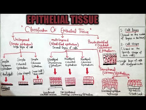Epithelial Tissue| Structure and Function| Types of Epithelial tissue| Animal Tissue.