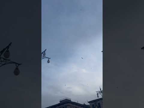 Swifts Flying in Catania, Italy