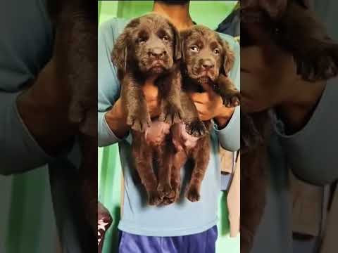 #labrador #puppy #jamshedpur #sale #labradogs