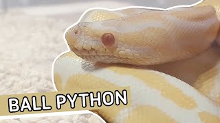 Ball Python Pros and Cons | First Impression | #exoticpet #snake #animals #ballpython #python