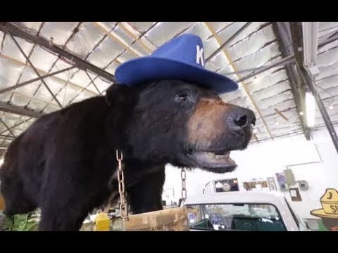 The Bear That Ate 76 pounds of Cocaine