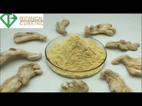 Botanical Supply Best Price Organic Ginger Powder Ginger Root Gingerol