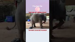 onepiece clips #funny #shortsfeed #animeshorts #ytshorts #onepiece #fyp #foryou #japan #elephant