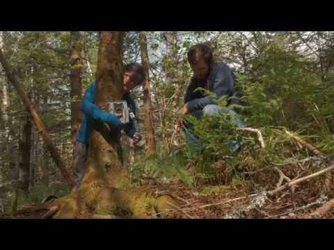 Camera Trapping: Blue Ridge Parkway