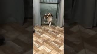 Dancing dog 🙃🙃#dogshorts #dogs #dog_features #doglover #doglovers