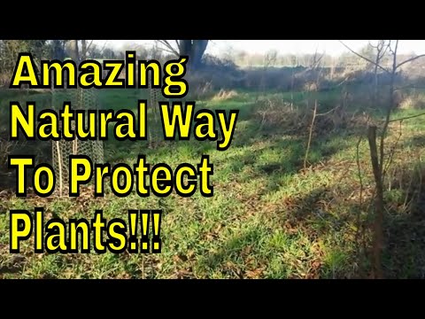Amazing Natural/Organic Pest Control/Protect Tree Saplings and Plants From Deer.
