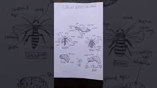 Life cycle of Honeybee 🐝#B.Sc. EasyNotes#notes#knowledge#short