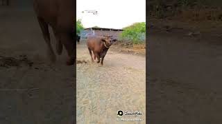 BANNI Bull #sorts #shorts #popular #youtube #buffalo #trending #pasupalan #bani #subscribe