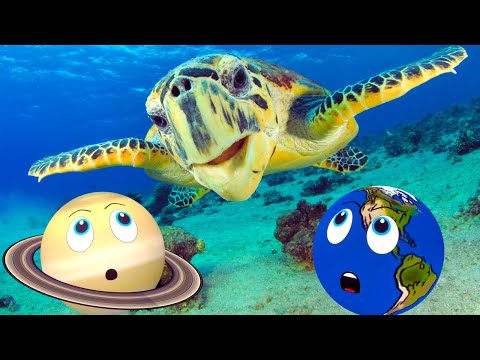 Animals for Kids | Animal Names | Kids Videos | Learn Animals