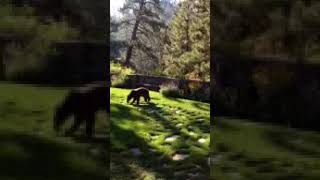BEAR ON THE LOOSE