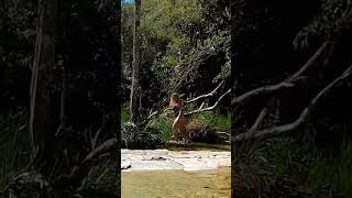 #camping #campingvibes #campinggirl #cooking #girlforestlife #girlbuildingbushcraftlife #nature  62