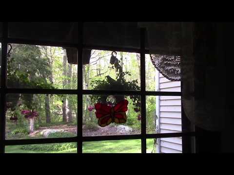 Robins in Hanging Fuchsia Plants building nests to the song "Poor People of Paris"