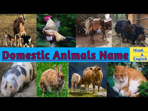 Domestic Animals Name | पालतू जानवर |Pet animals | #domesticanimalsname | @TheLearningUniverse