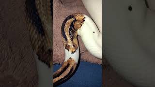 🤍🐍#snake #viralvideo #foryou #reptiles #animals #fypシ#piedballpython