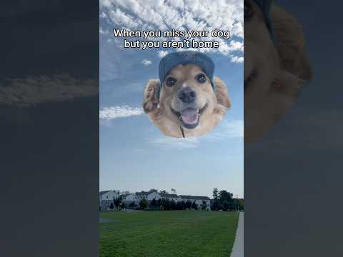 My dog needs a phone 😔 #ilovemydog #doglovers #animallover #petparent #doglife #funnydogvideos #dog