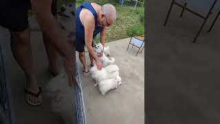 we are getting one of these Japanese Spitz puppies. cutest dog in the world. #dog #japanesespitz